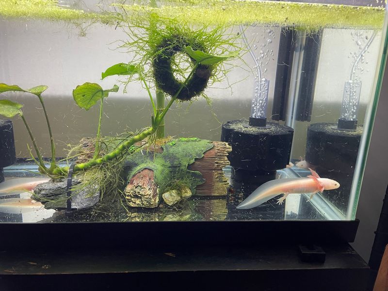 Two fish are swimming in a tank with plants and rocks