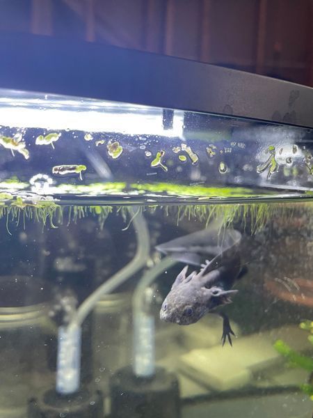 An axolotl is swimming in a tank of water