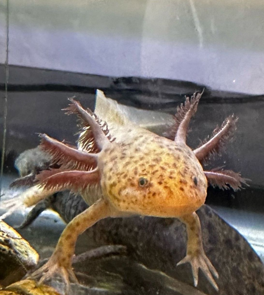 Copper axolotl