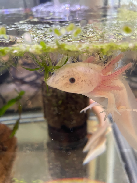 A small axolotl is swimming in a tank of water