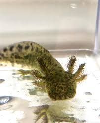 A small green axolotl is swimming in a tank of water