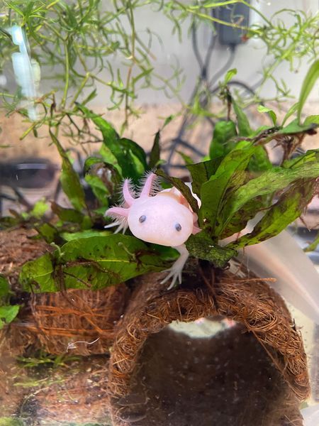 A small pink axolotl is sitting on top of a plant in a tank