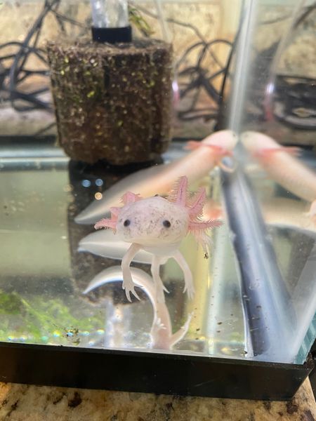 A small axolotl is swimming in a tank of water