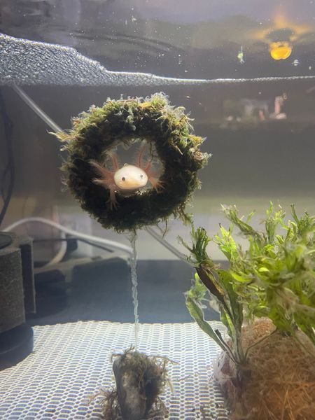 A small fish is swimming in a tank with a wreath of moss
