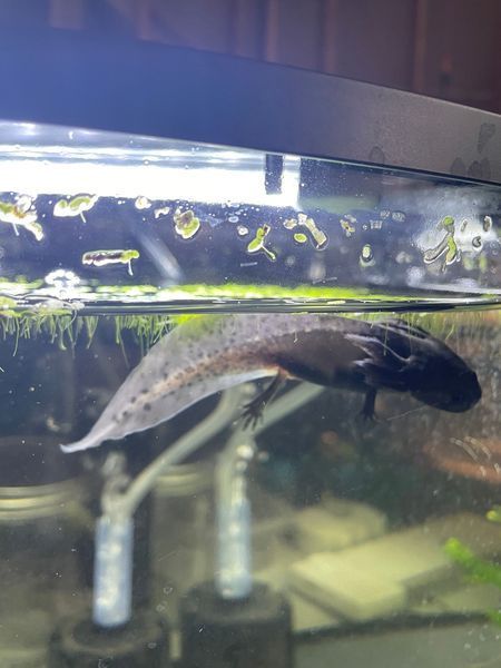 An axolotl is swimming in a tank of water