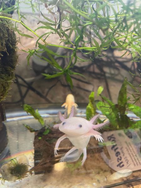 A small axolotl is swimming in a tank with plants