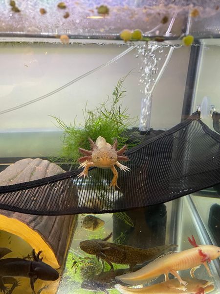 A group of axolotls are swimming in a tank