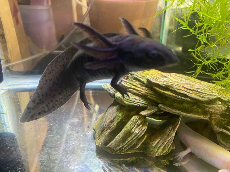 A black axolotl is sitting on a rock in an aquarium