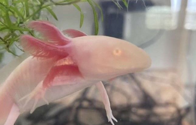 White albino axolotl