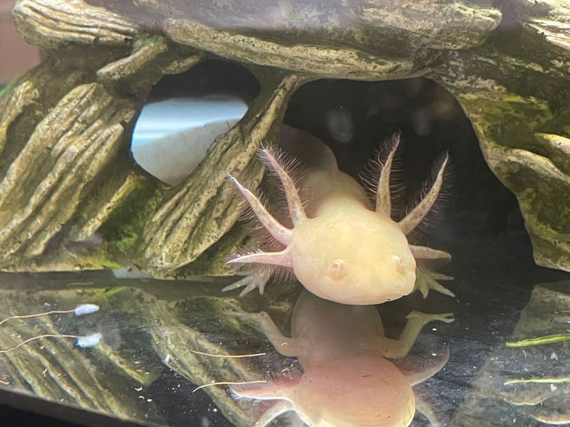 A small white axolotl is swimming in a tank