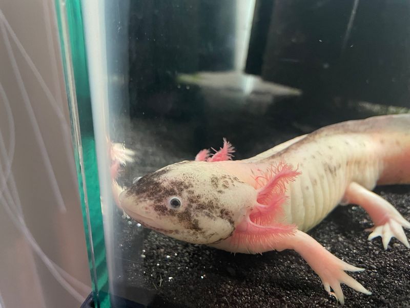 An axolotl is swimming in a tank of water.