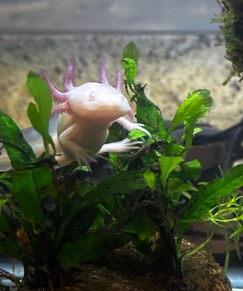 An axolotl is swimming in a tank surrounded by green plants