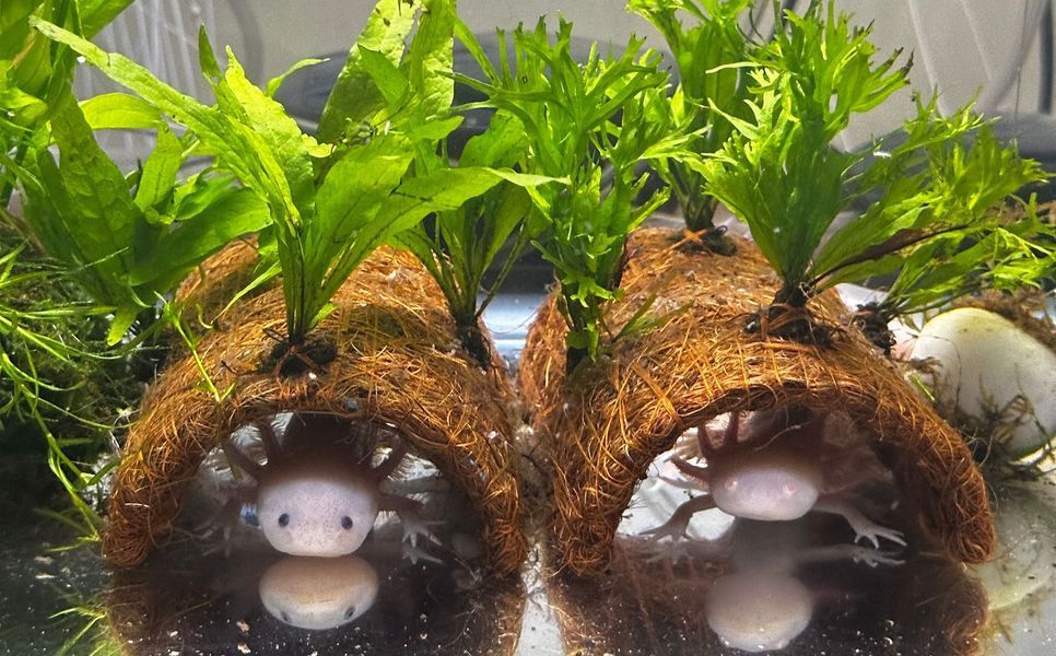 Two axolotls are swimming in a tank surrounded by plants