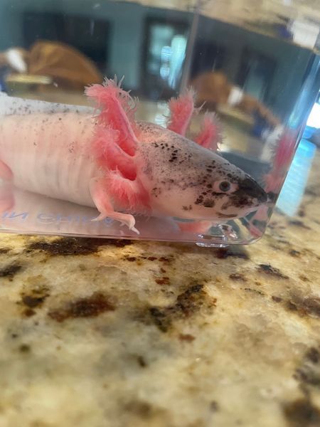 A close up of an axolotl sitting on top of a counter