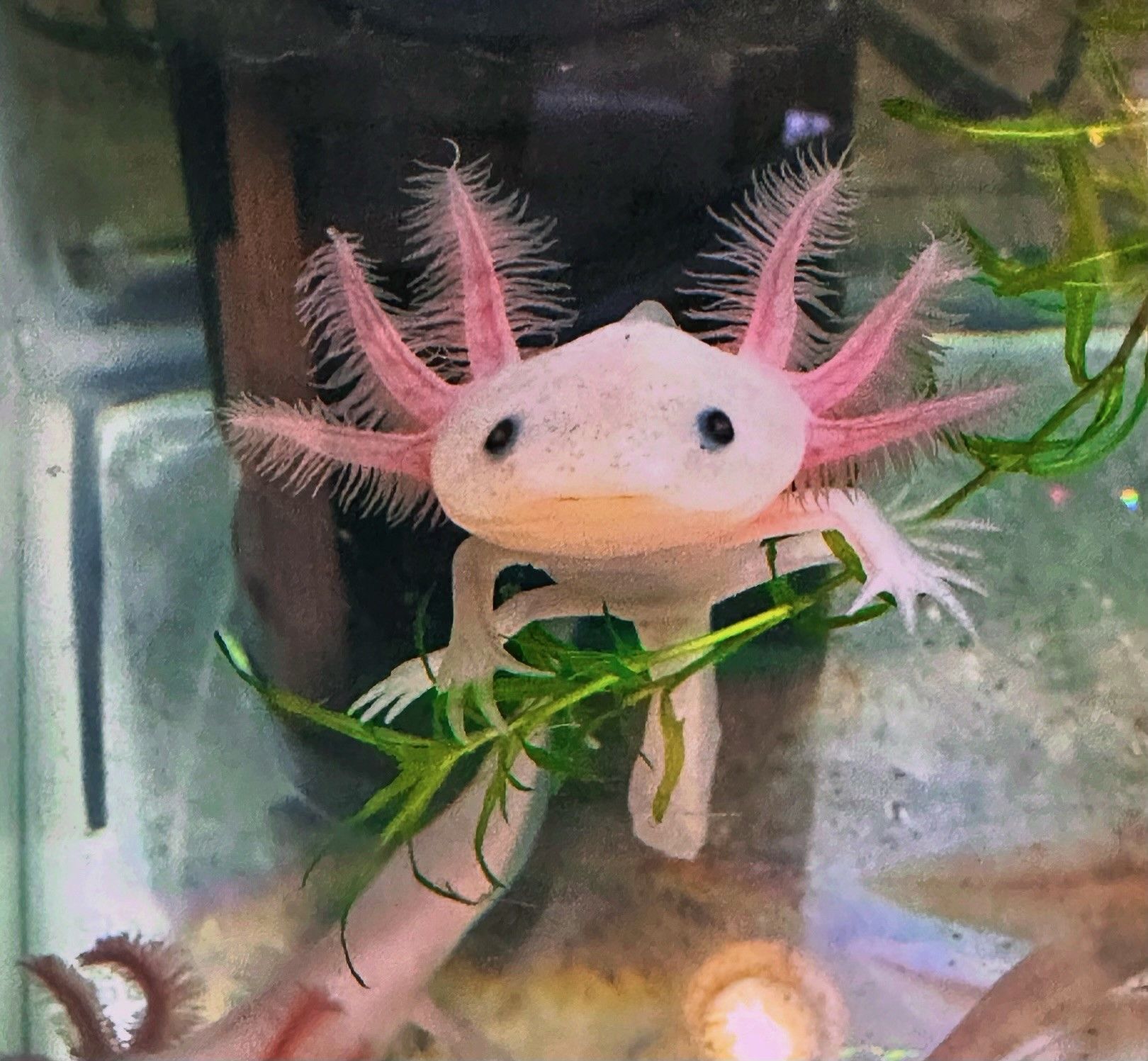A small pink and white axolotl is swimming in a tank