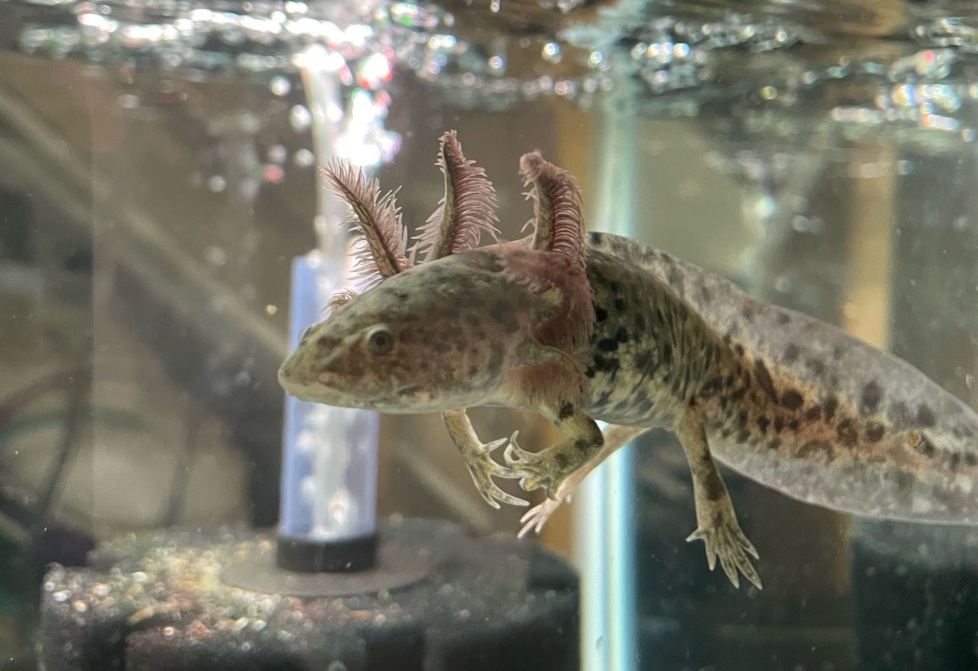 Wild type axolotl