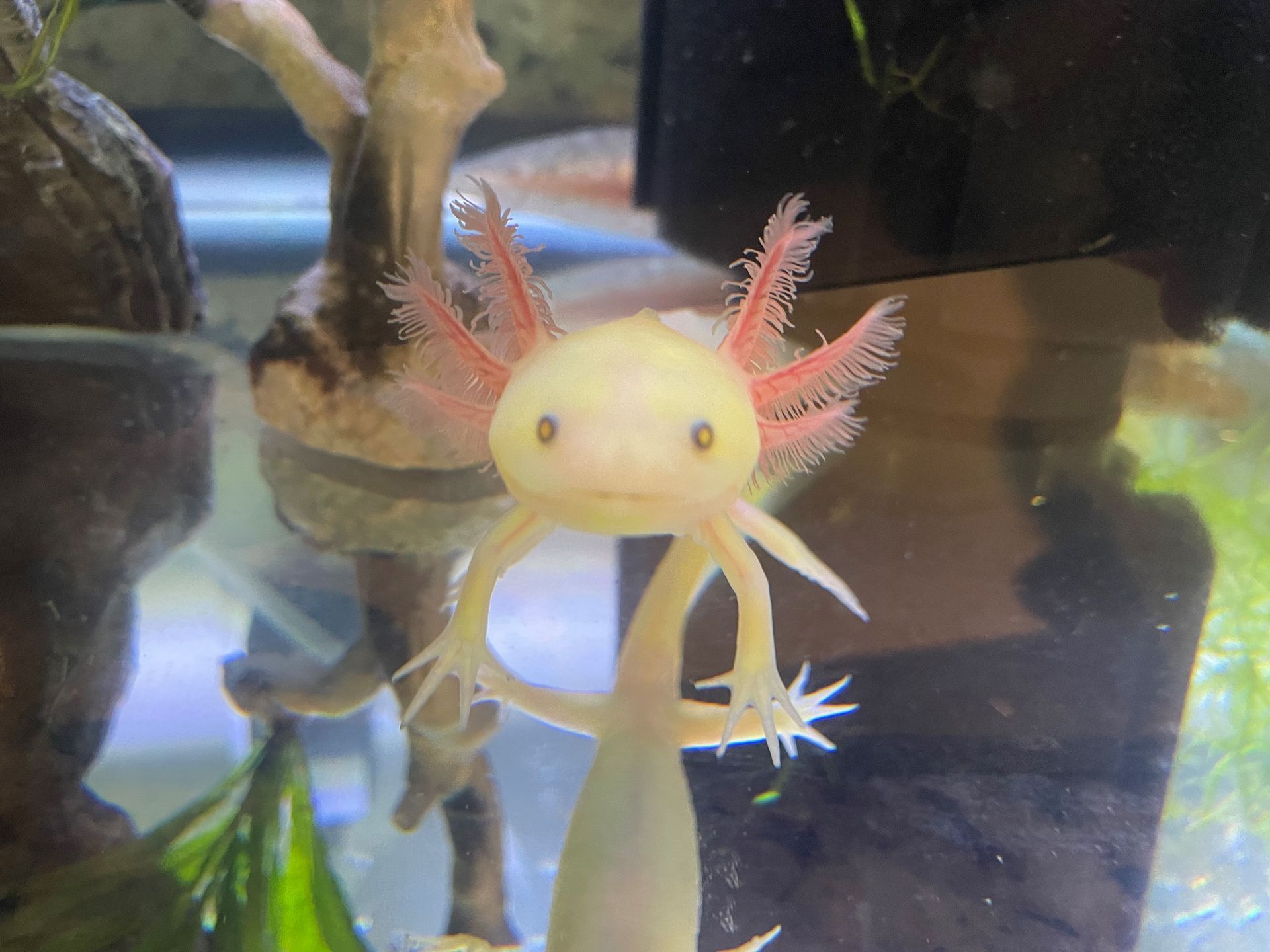 Green fluorescent protein axolotl