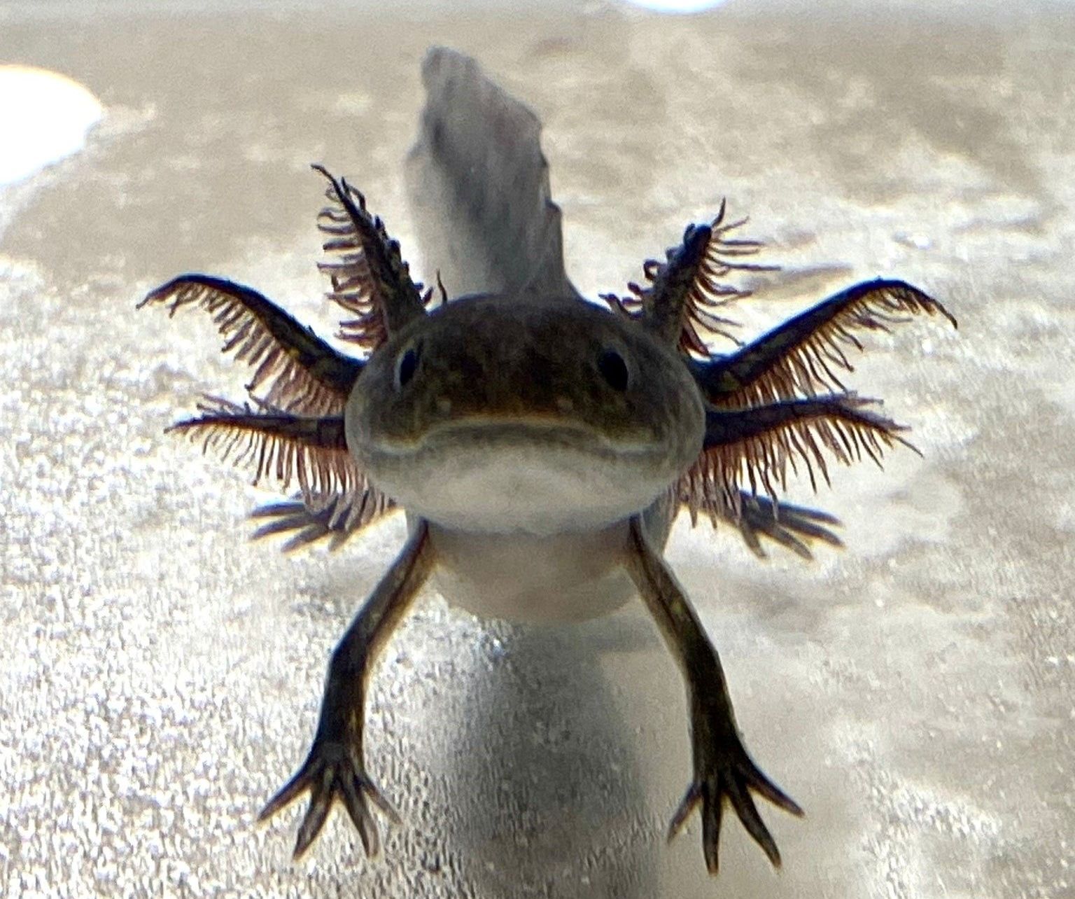 Black melanoid axolotl
