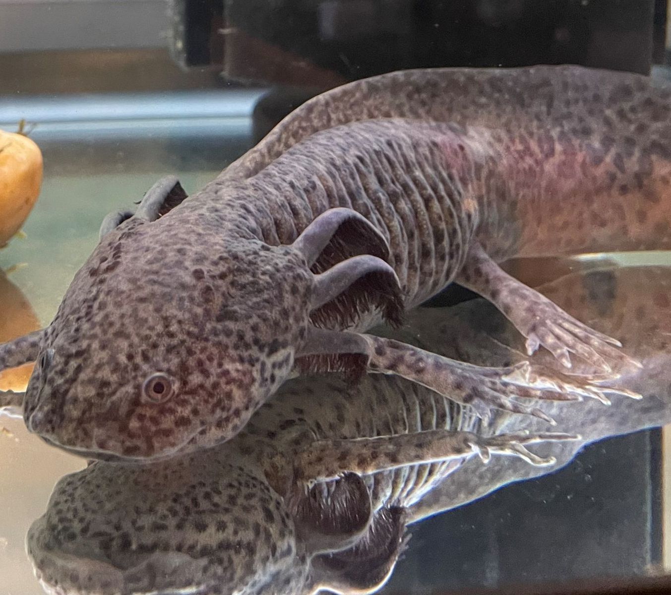 A close up of an axolotl swimming in a tank of water