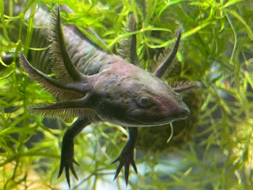 A black axolotl is swimming in a tank of water