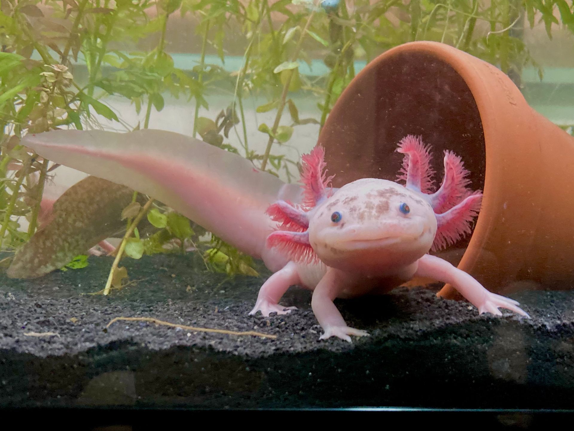 A black axolotl is swimming in a tank of water