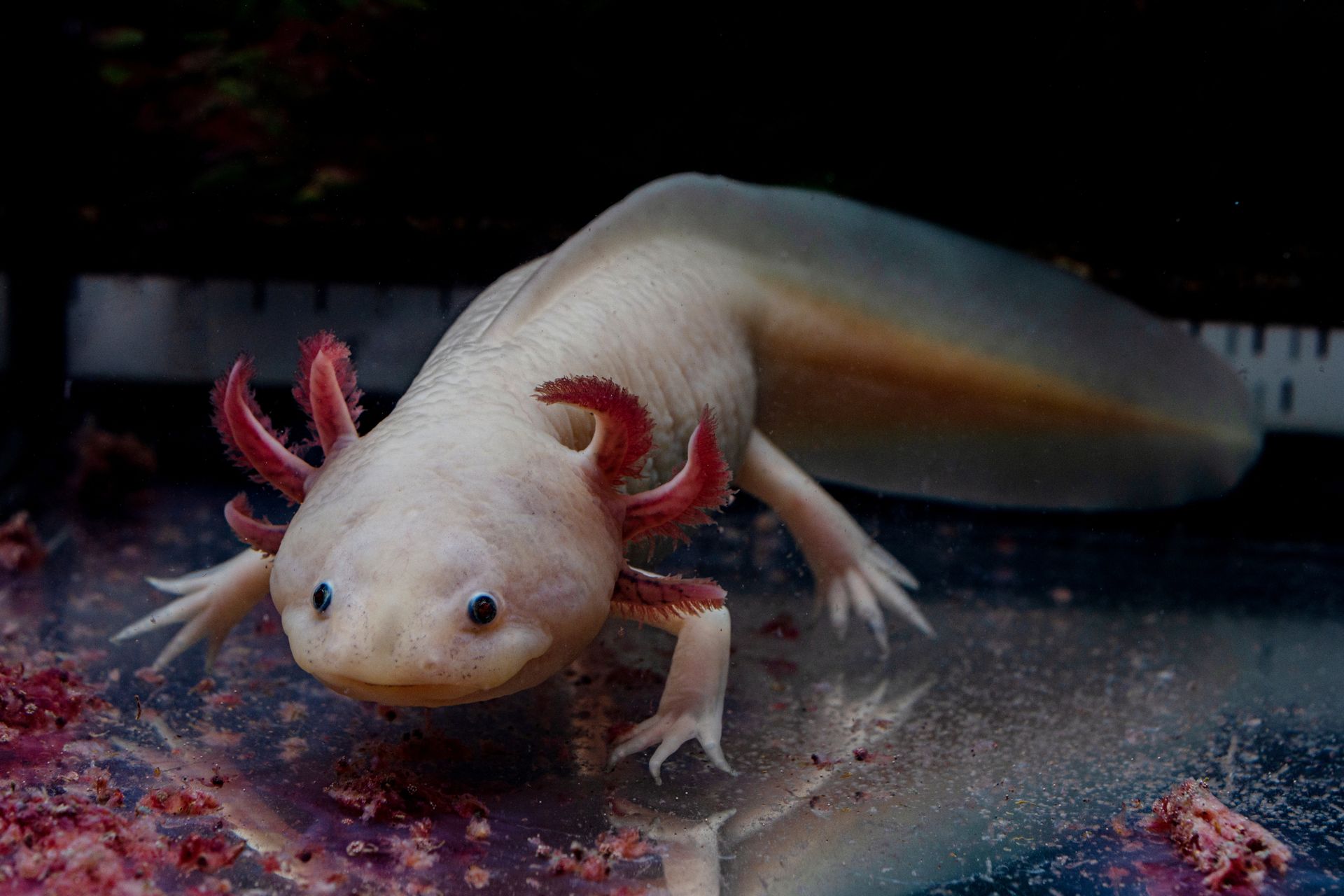 Albino axolotls