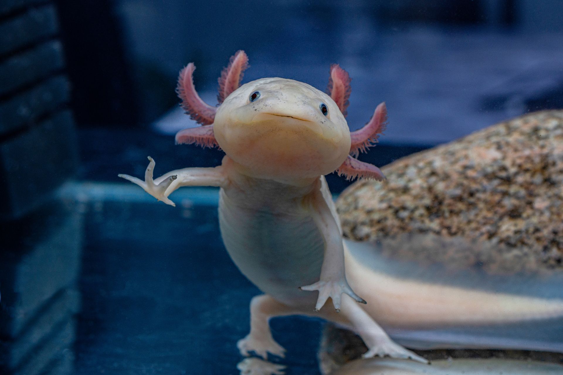 White axolotls