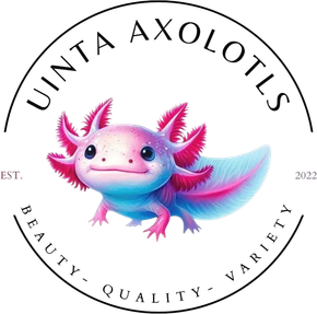Uinta Axolotls