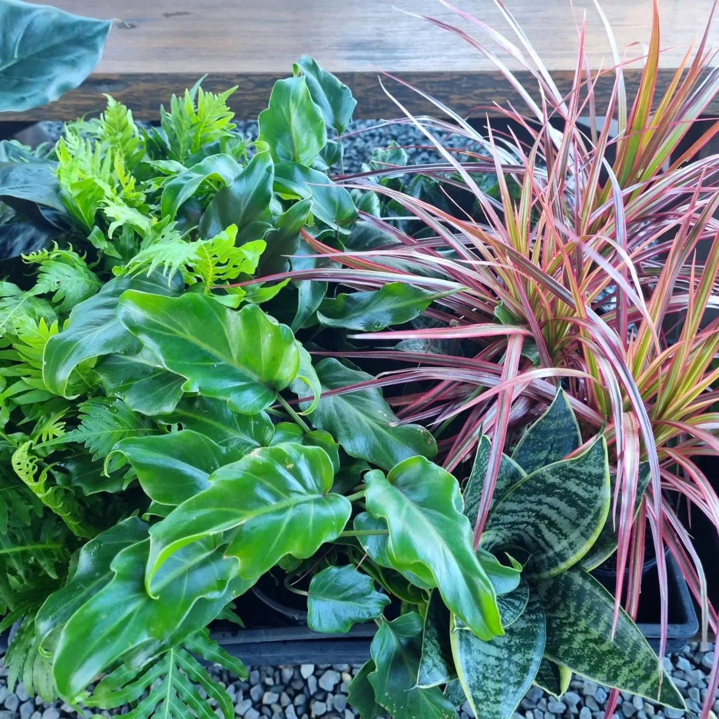 Assorted potted plants in varying shades of green, pink, and yellow, sitting in a tray with pebbles - Palms Landscape Supplies in Forster, NSW