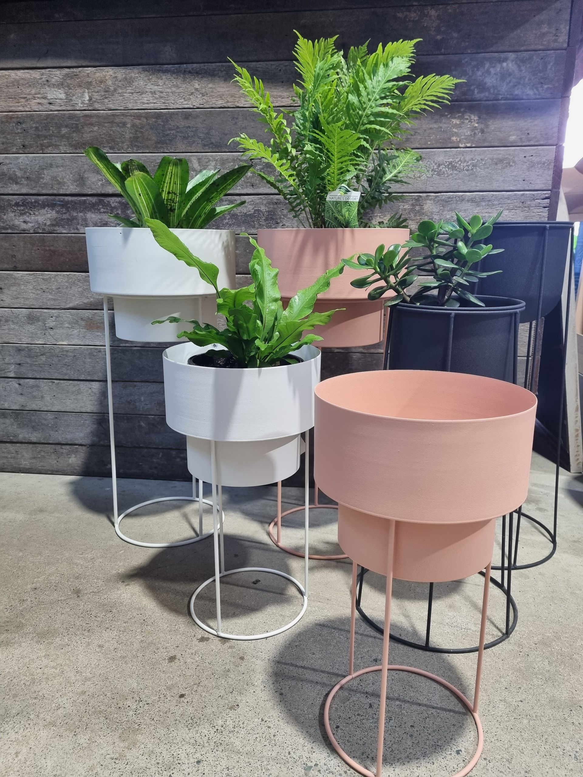 Tiered plant stands with various green plants, in white, terracotta, and black pots - Palms Landscape Supplies in Forster, NSW