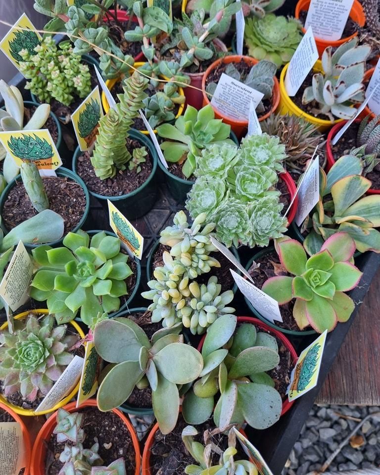 A tray of assorted succulents in small pots, with various shapes, sizes, and green hues - Palms Landscape Supplies in Forster, NSW