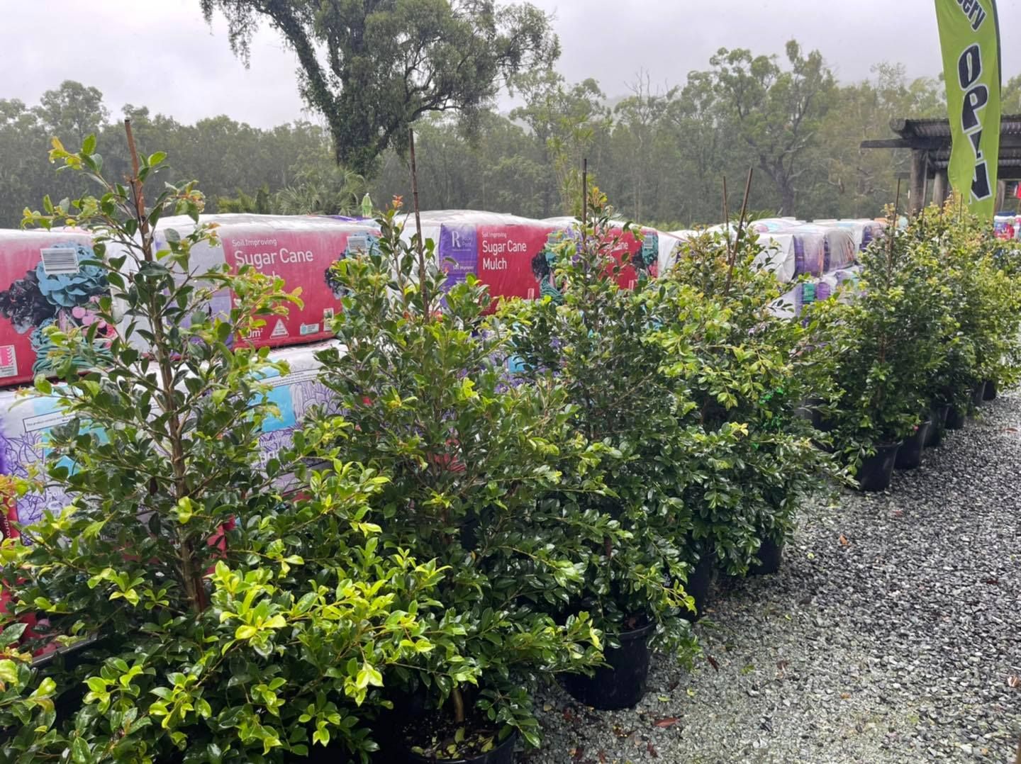 Row of potted green shrubs for sale in a nursery setting with stacked bags of potting mix - Palms Landscape Supplies in Forster, NSW