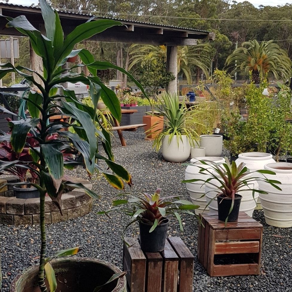 Plants for sale at a garden centre with gravel ground, wooden crates, and a covered seating area - Palms Landscape Supplies in Forster, NSW