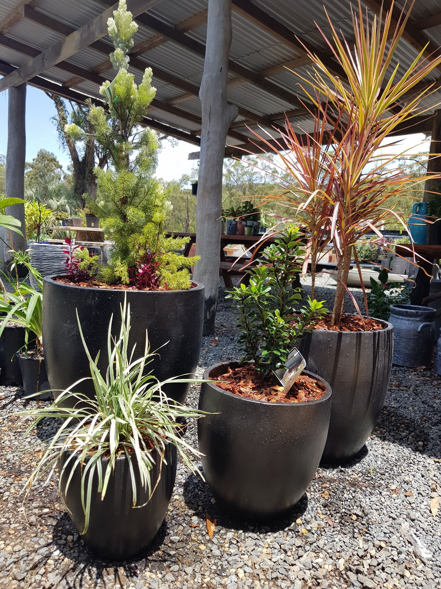 Four potted plants: tall green, small green, spiky white, and red-toned - Palms Landscape Supplies in Forster, NSW