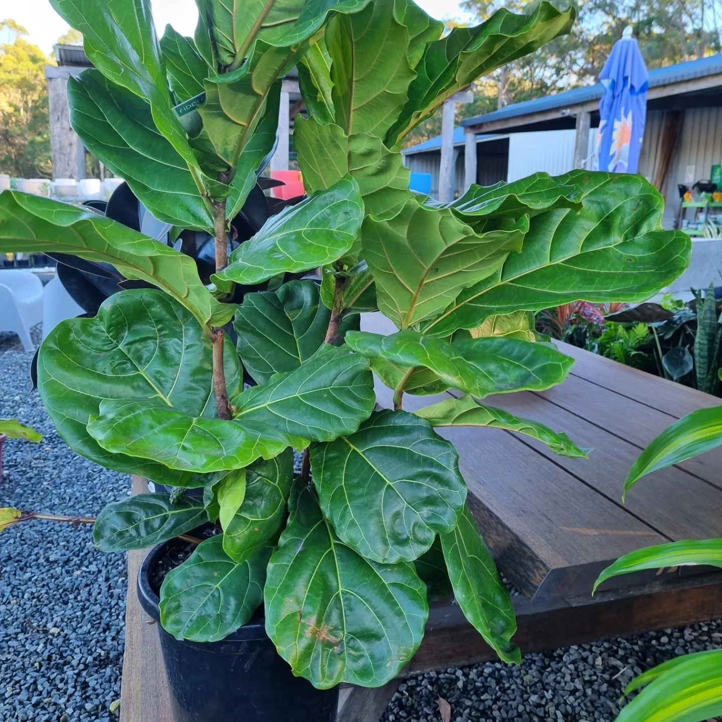 Fiddle leaf fig plant with large green leaves in a black pot, outdoors on a wooden table - Palms Landscape Supplies in Forster, NSW