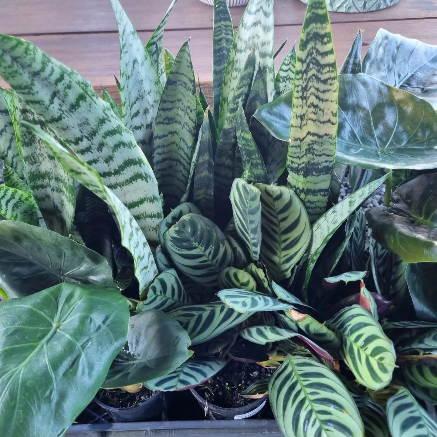 Assortment of indoor plants with green, patterned foliage in pots - Palms Landscape Supplies in Forster, NSW