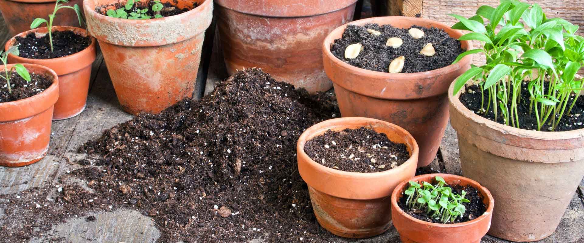 Various terracotta pots with seedlings and soil, ready for planting - Palms Landscape Supplies in Forster, NSW