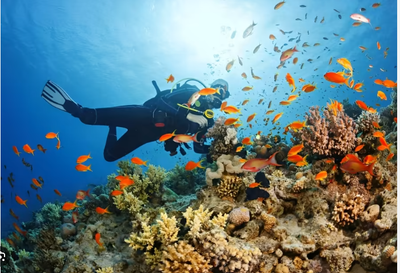 Scuba diver exploring a coral reef, surrounded by colorful fish, underwater setting.