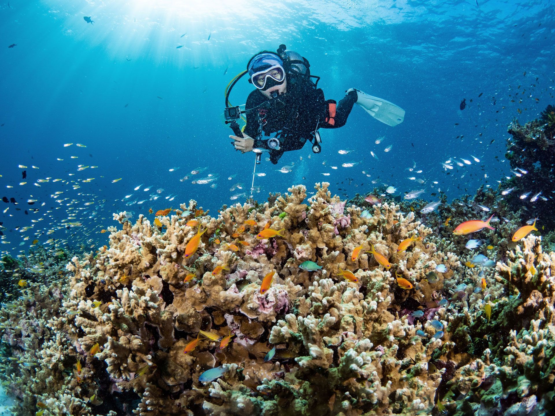 Scuba diver exploring a vibrant coral reef, surrounded by colorful fish in clear blue water.