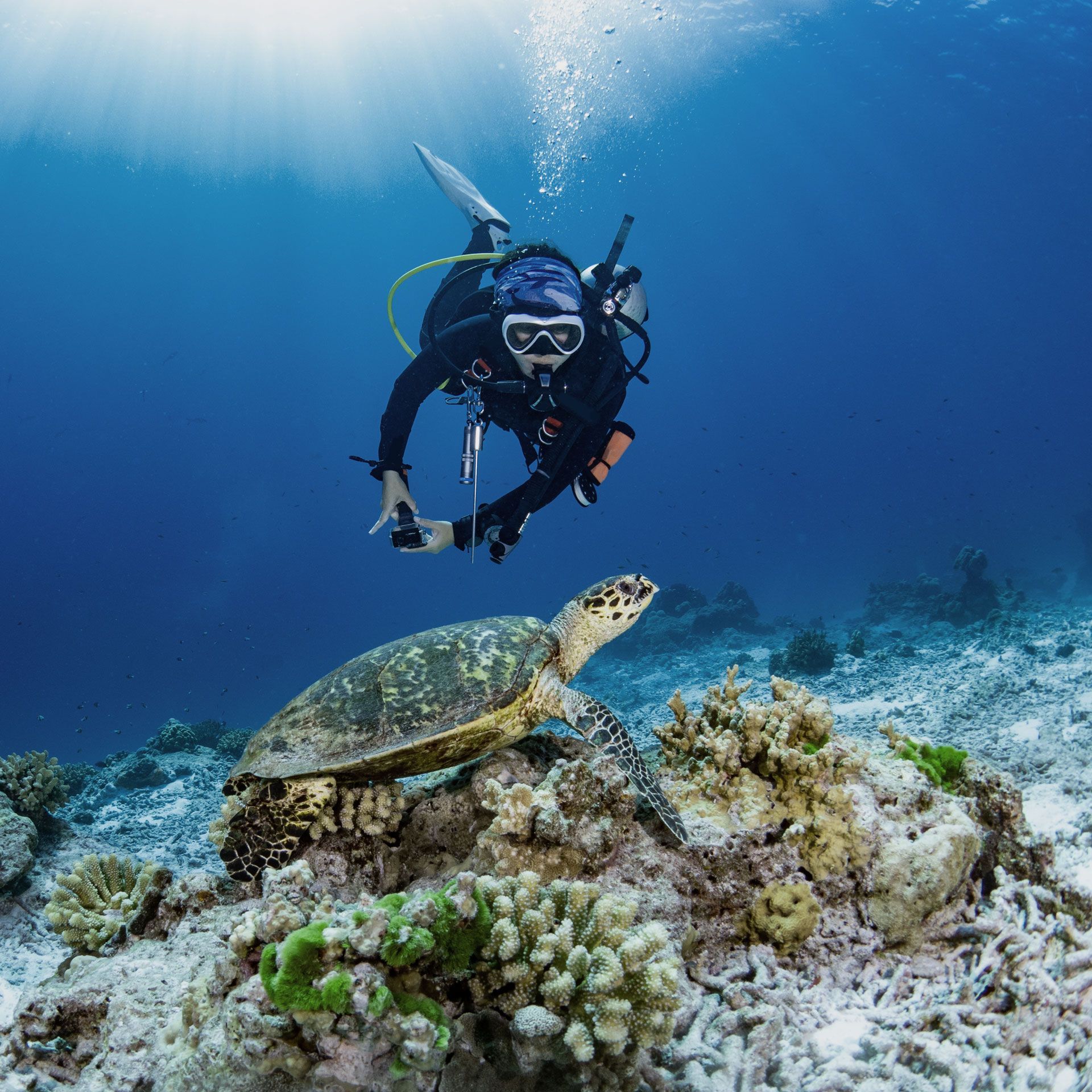 Diver and sea turtle explore coral reef in blue ocean.
