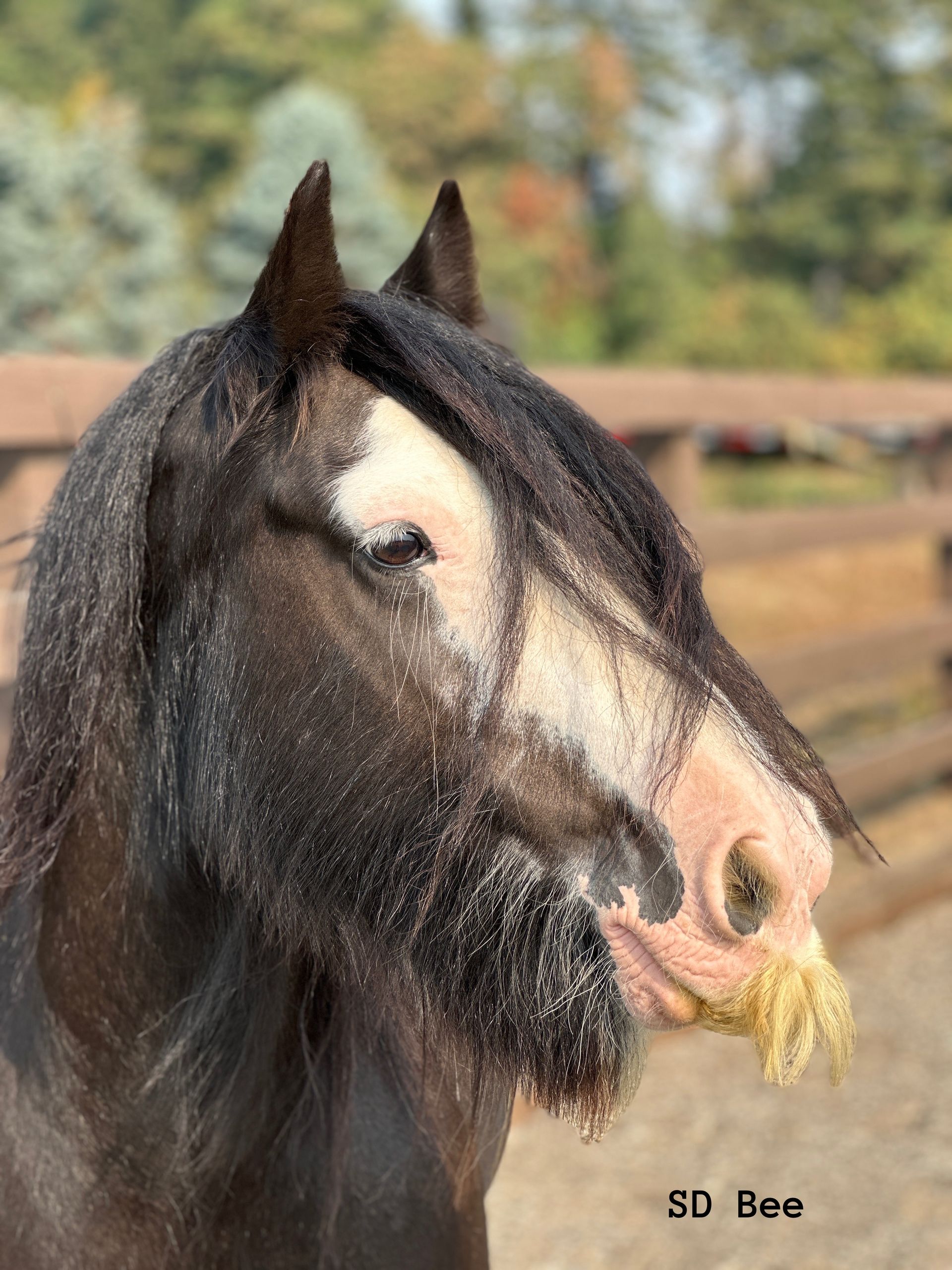 Gypsy mustache 