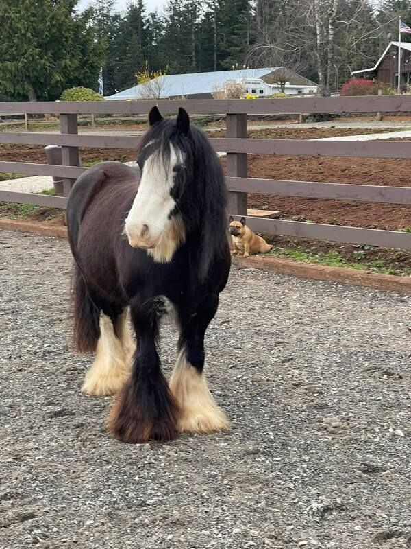 Proper Gypsy Cob Vanner