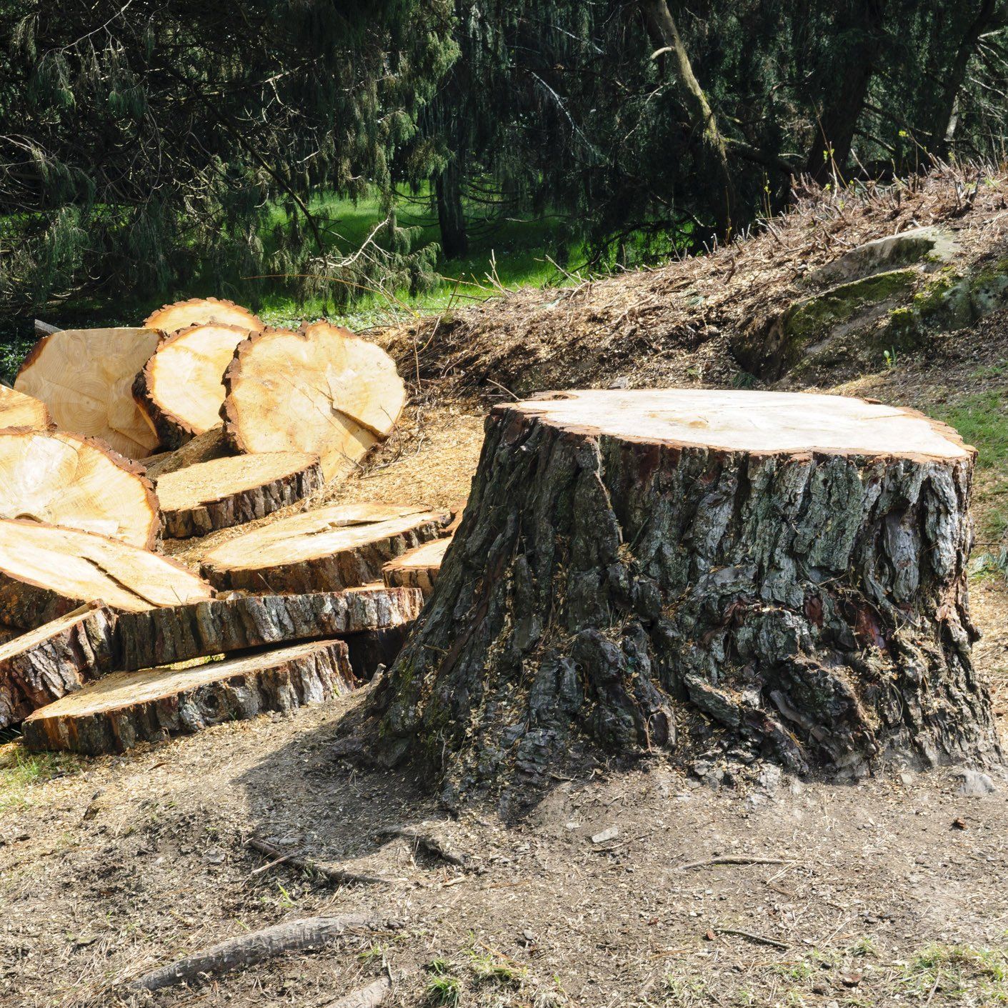 Tree Cut Down into Slices — Ipswich, QLD — Mr Trees