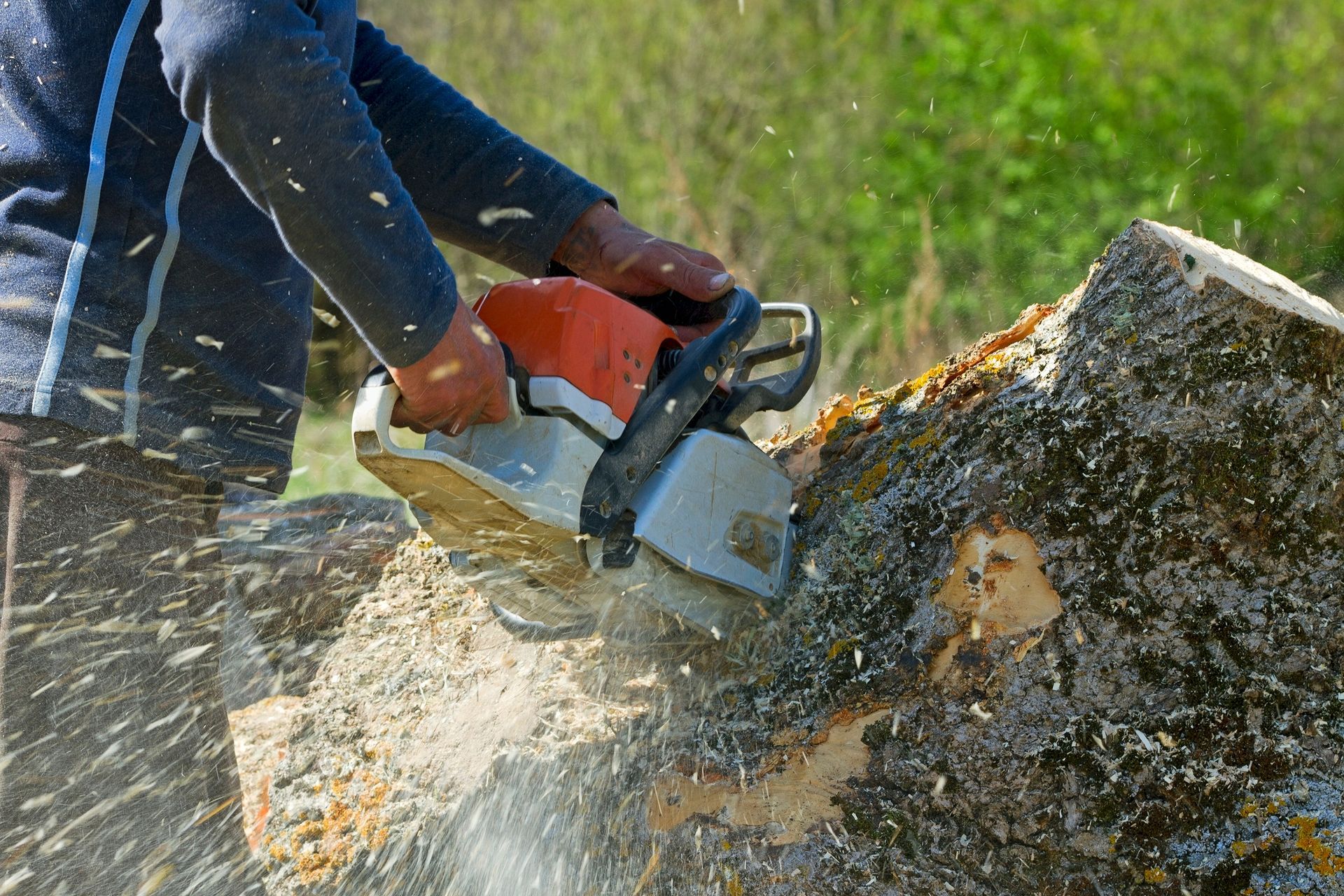 A partial view of an arborist cuts a fallen tree stump with a chainsaw.