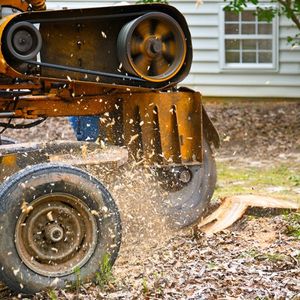 Stump Grinding and Removal — Ipswich, QLD — Mr Trees
