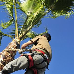Palm Tree Services — Ipswich, QLD — Mr Trees