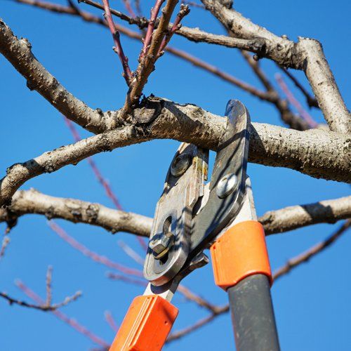 Pruning Services — Ipswich, QLD — Mr Trees