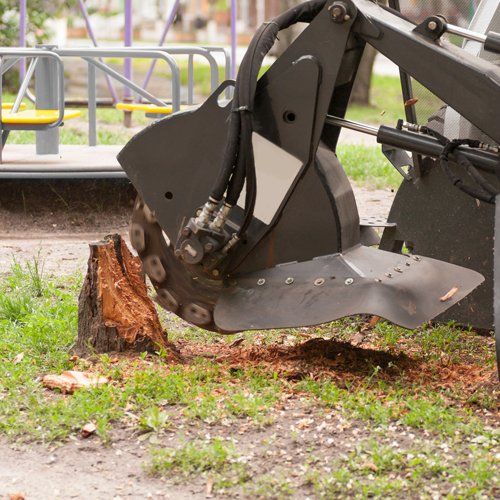 Stump Removal — Ipswich, QLD — Mr Trees