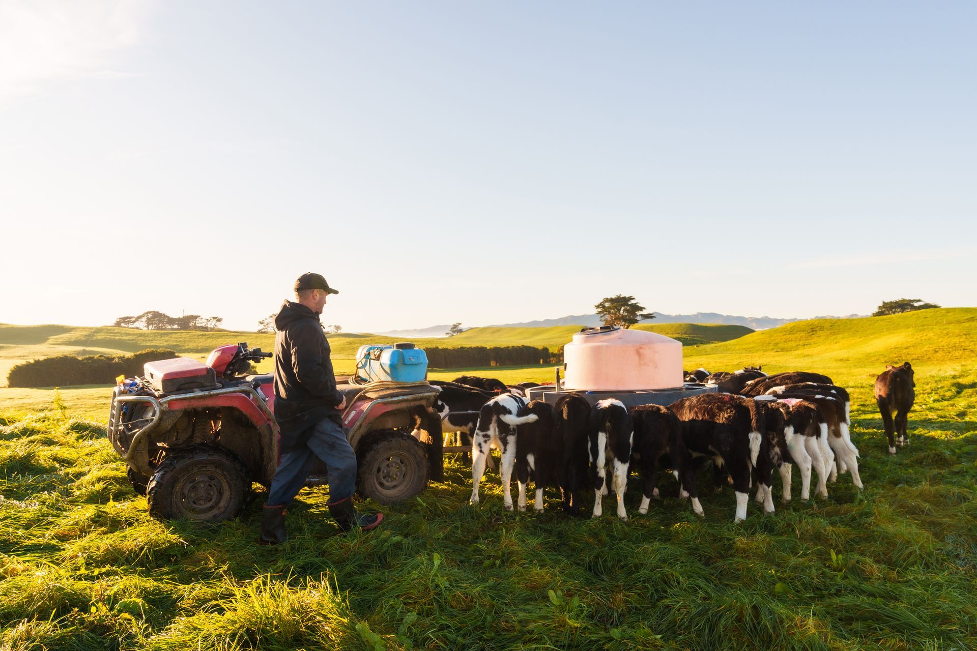A man is standing next to a four wheeler in a field with cows.