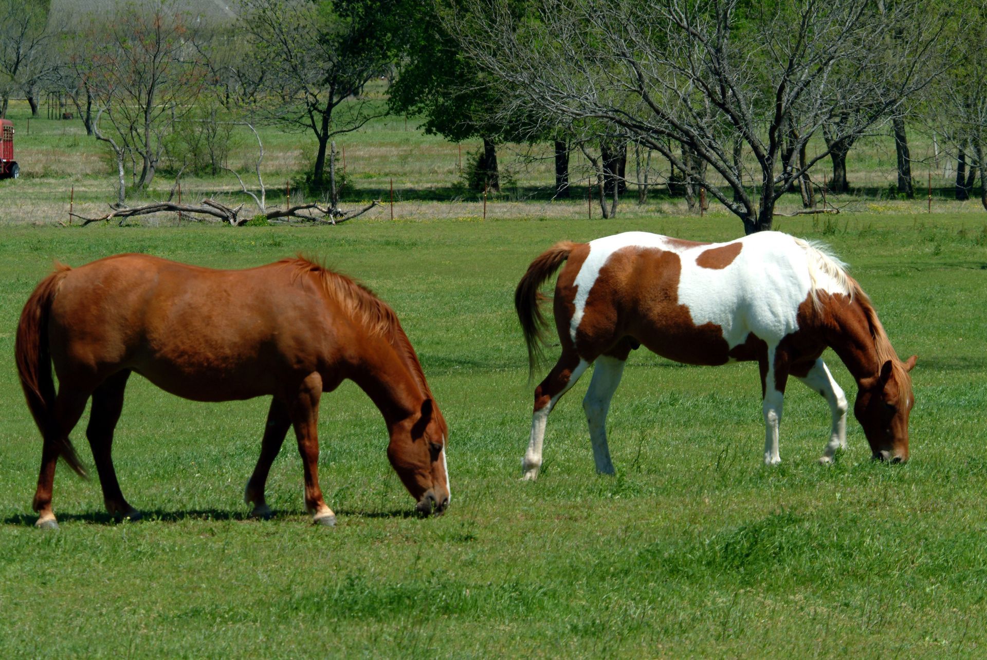 Two brown and white horses grazing in a grassy field